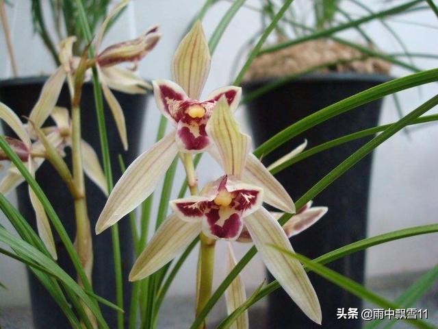 一品梅的花芽与叶芽,玫瑰花怎么区别花芽和叶芽