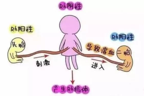 熊猫血哪种血型稀有,稀有的血型是什么型