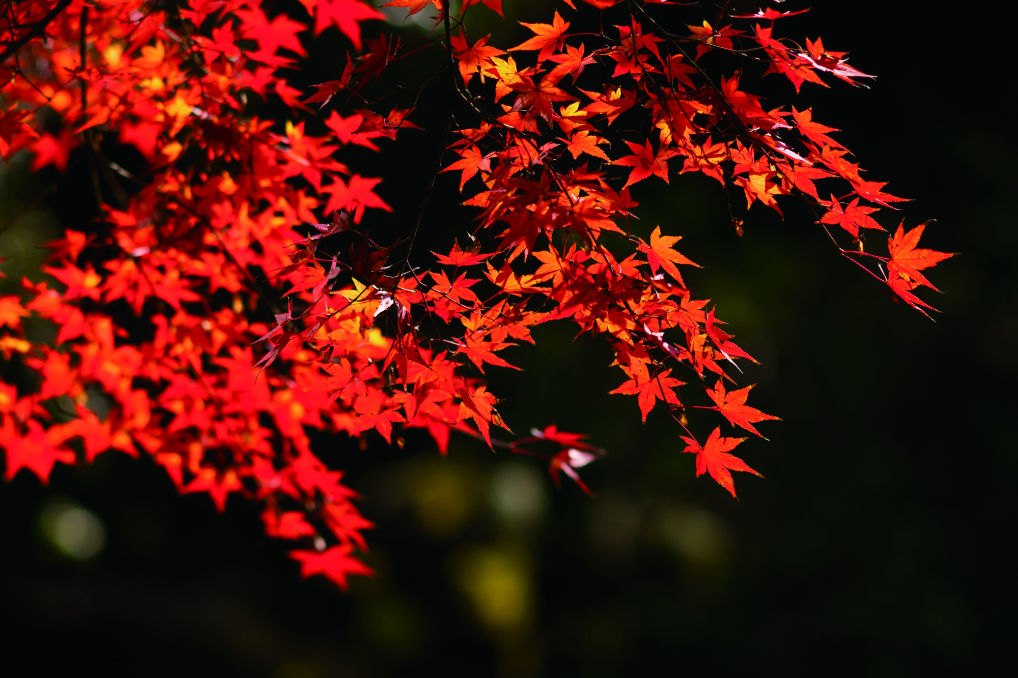适合拍的古风景点,上海最值得拍照十条街