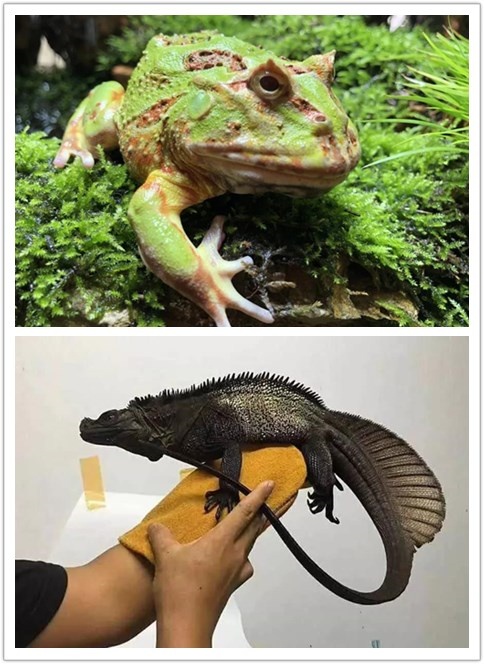 昆明高原的呼唤视频,昆明高原的呼唤