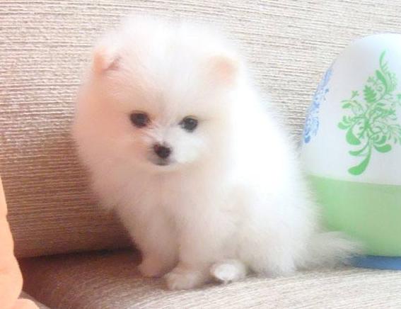 怎么挑选好的博美犬,如何选到健康的博美犬