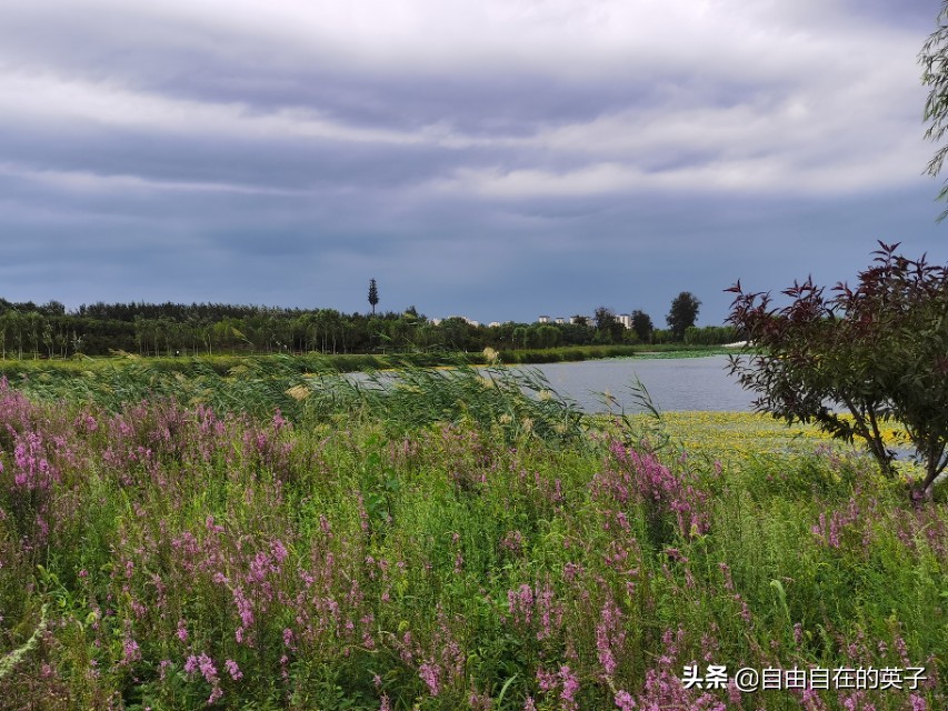 南海子湿地公园攻略,南海子湿地公园分布图