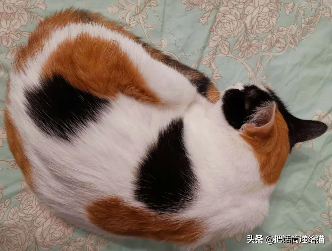 求助！我的猫以为自己是我妈怎么办？