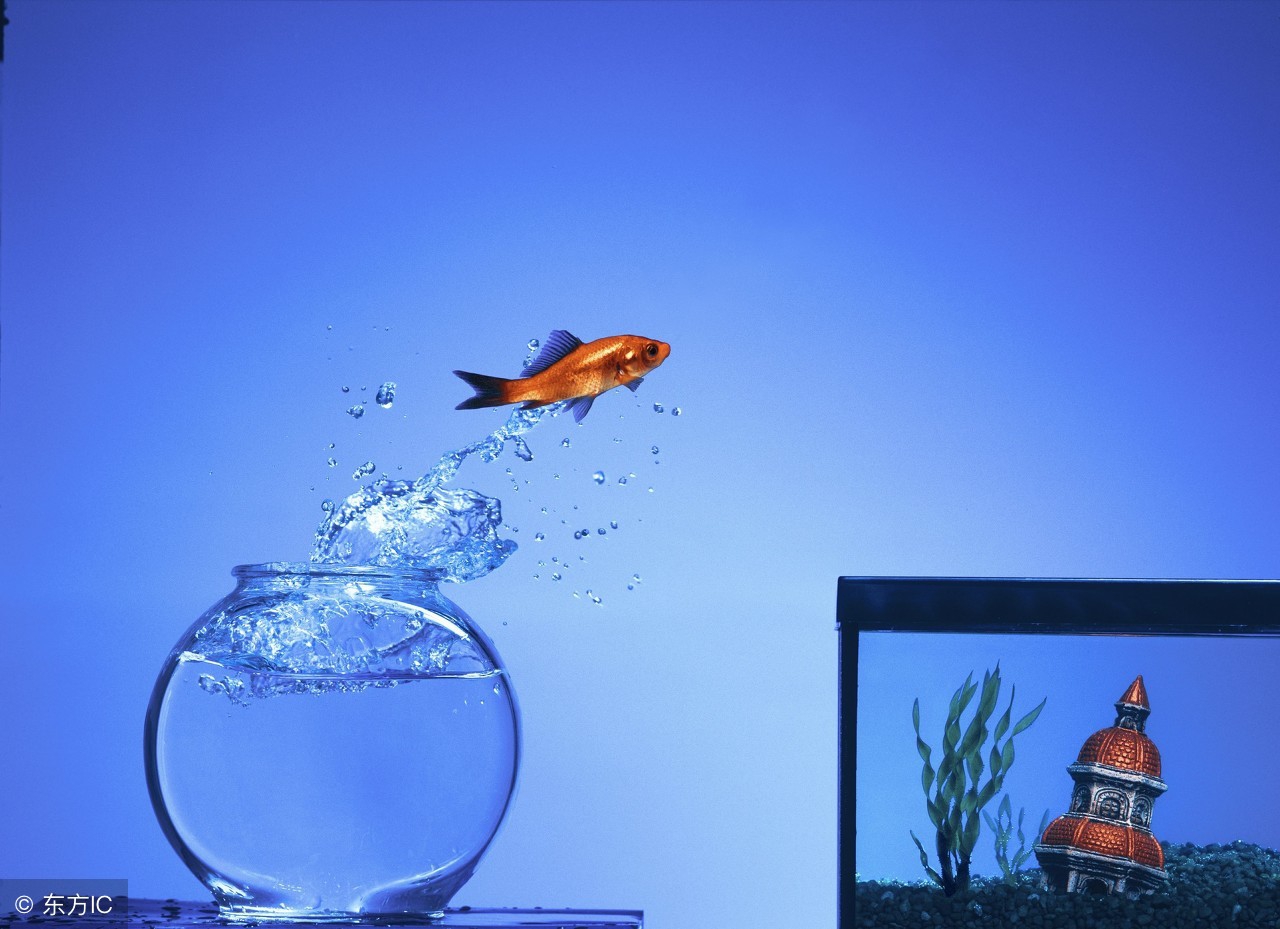 鱼咋老是想不开“自杀”呢？可能是这几个原因！