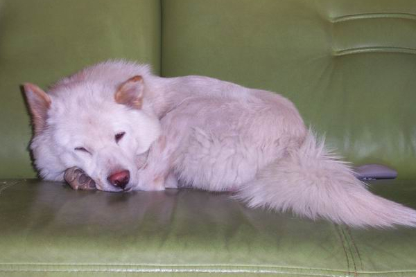 狗狗爱放屁是什么原因呢,狗狗放屁自己知道吗