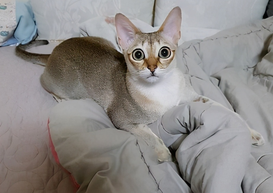 十种受欢迎的猫咪,6种最受欢迎的猫咪