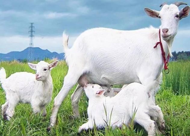 母乳牛奶羊奶营养价值对比表,羊奶和牛奶哪个营养更全面