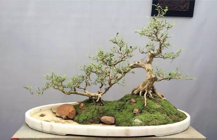 造型极美的盆景一起来欣赏,一组风吹出来的盆景欣赏动感十足