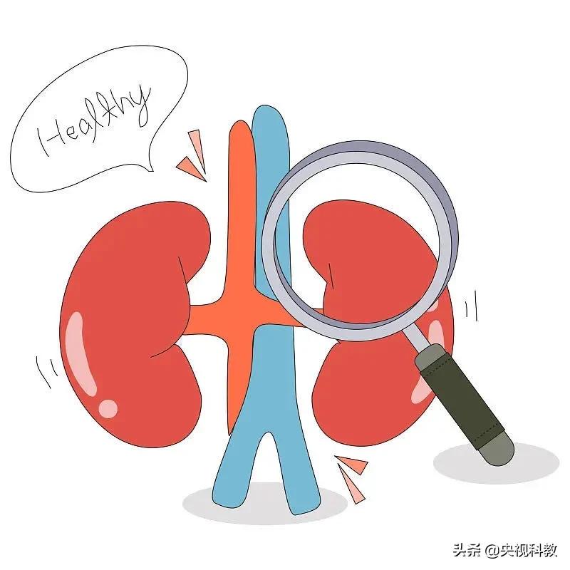 儿童养肾最佳方法,儿童怎么养肾最好