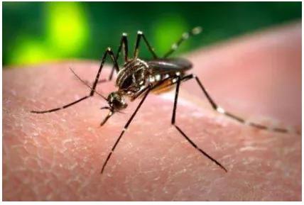 用什么方法灭蚊子最管用,灭蚊子的土方法