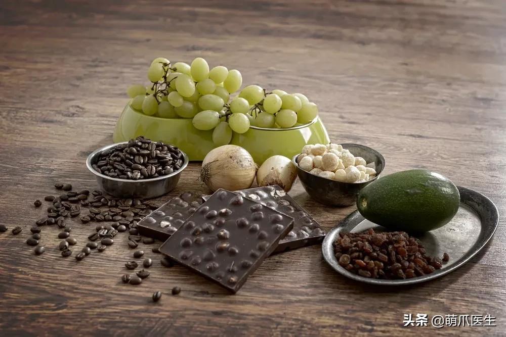 猫狗不能吃米吗,猫狗不能吃人类调料吗