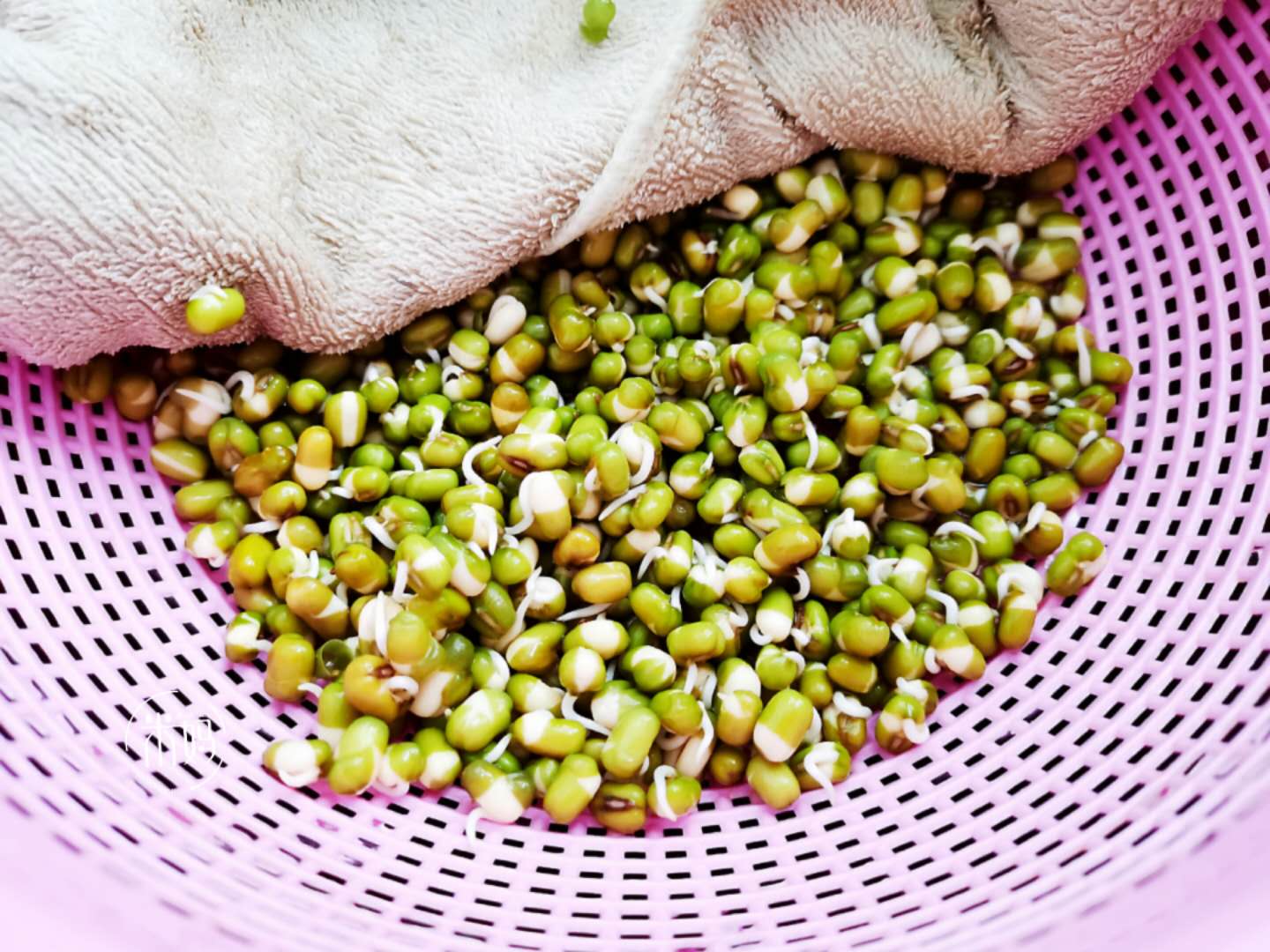 发豆芽原始的简单方法,发豆芽的方法简单又好