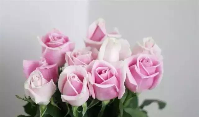 100种玫瑰的名字和图片,100种玫瑰品种科普你都认识吗