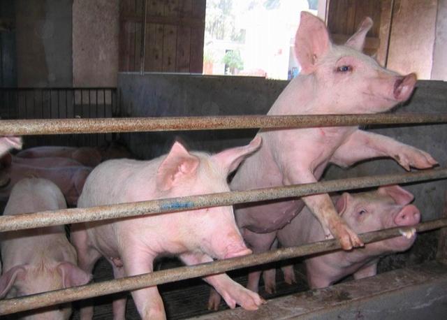 养猪需要办什么证最新政策,农民养猪怎样合法