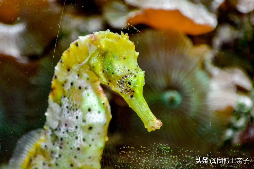 见过世面的海马,所有的海马都是真的吗