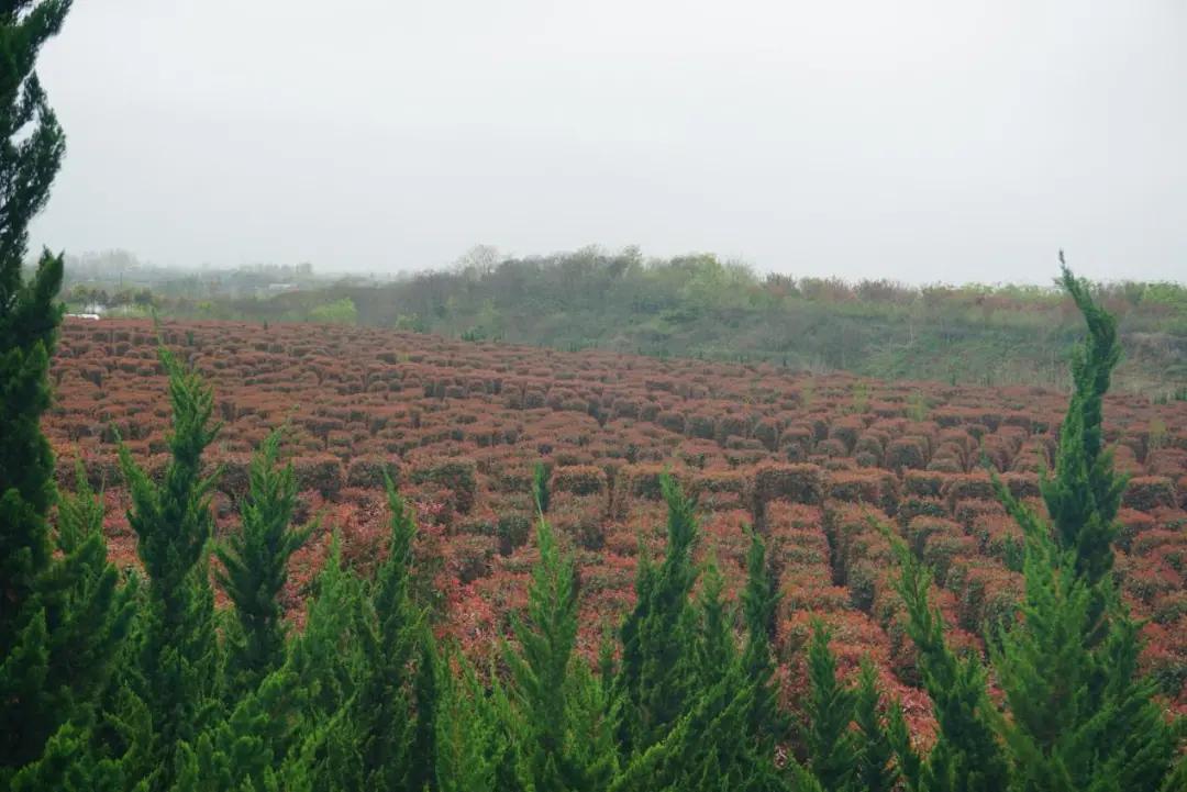 这名音乐老师种的红叶石楠,一棵卖了20000元