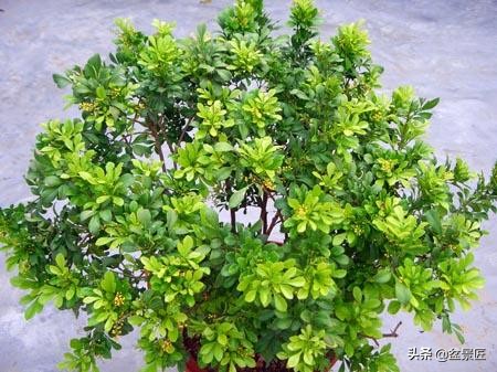 天气转凉好好照顾身体,冬天米兰可以晒太阳吗