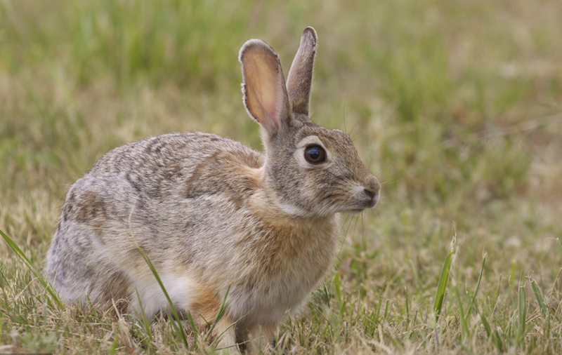 养兔的最佳时间和方法,兔子的发情观察及配种技术要点