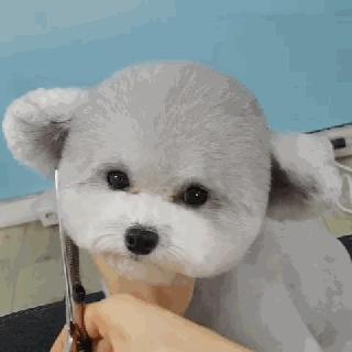 小泰迪能做立耳吗,立耳小泰迪视频