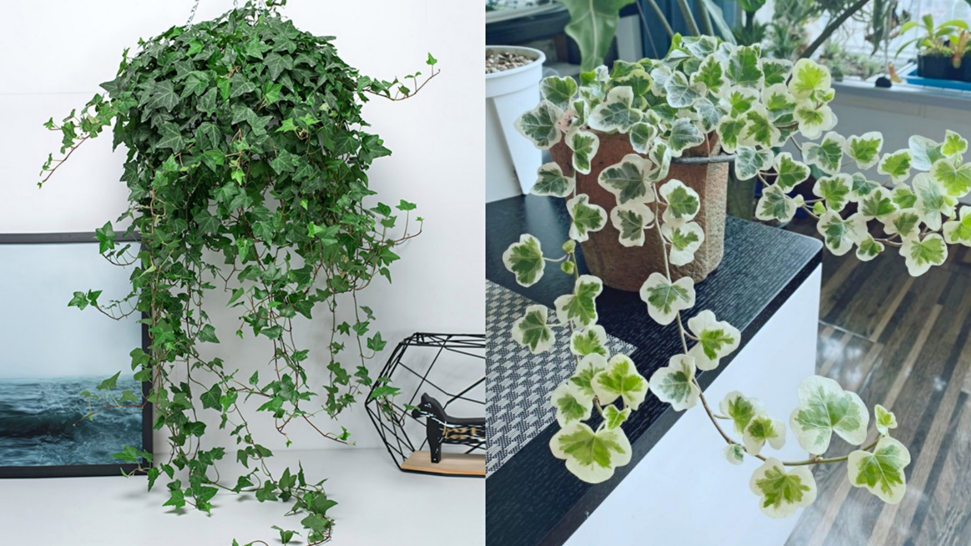 人养花一时养人一生,人养花同时花也养人