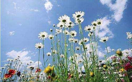 花粉过敏怎么办脸上泛红,花粉过敏怎么办一直打喷嚏鼻子痒