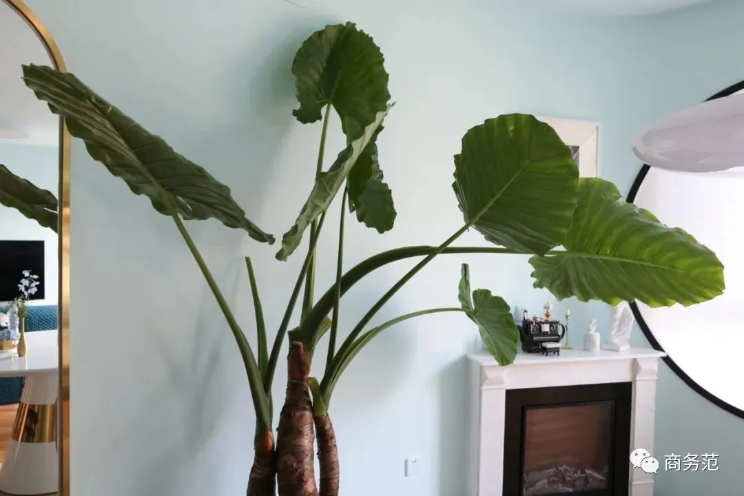 新家入住必买的10件家具,9件超实用的家居好物推荐