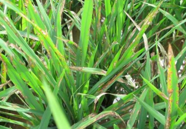 水稻稻瘟病防治技巧，及加强栽培管理，避免造成经济损失