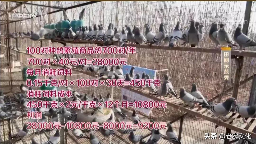 养蛋鸽500只投资多少钱,新手养鸽投资