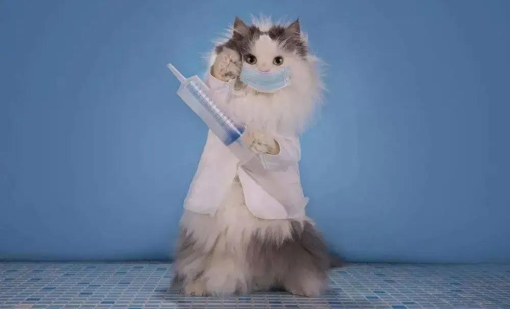 关于猫打疫苗的说说,猫打疫苗后需要注意哪些