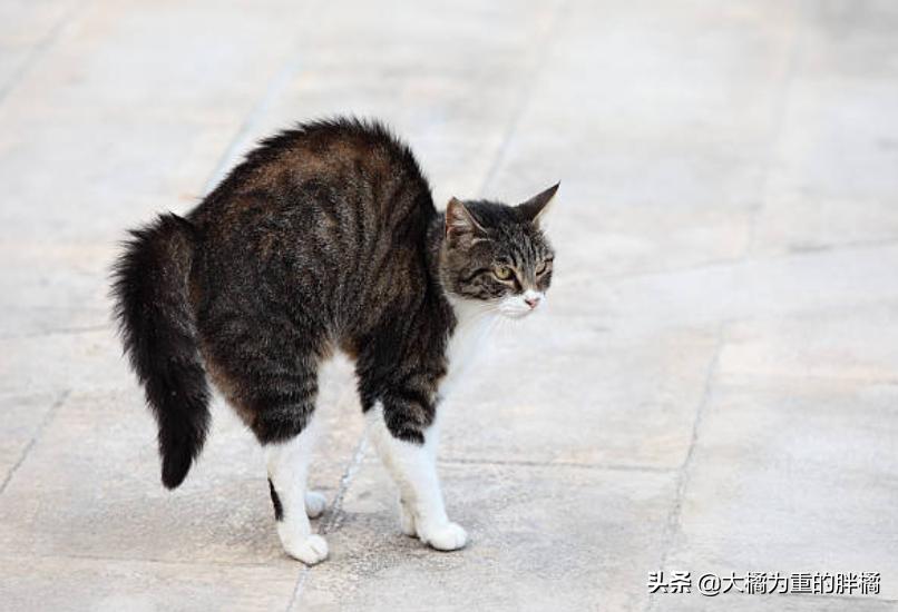 猫咪翘起屁股什么意思,猫咪翘着屁股睡觉啥意思