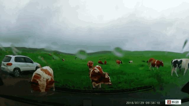 五一假期闺蜜去大兴安岭穷游,闺蜜自驾大草原