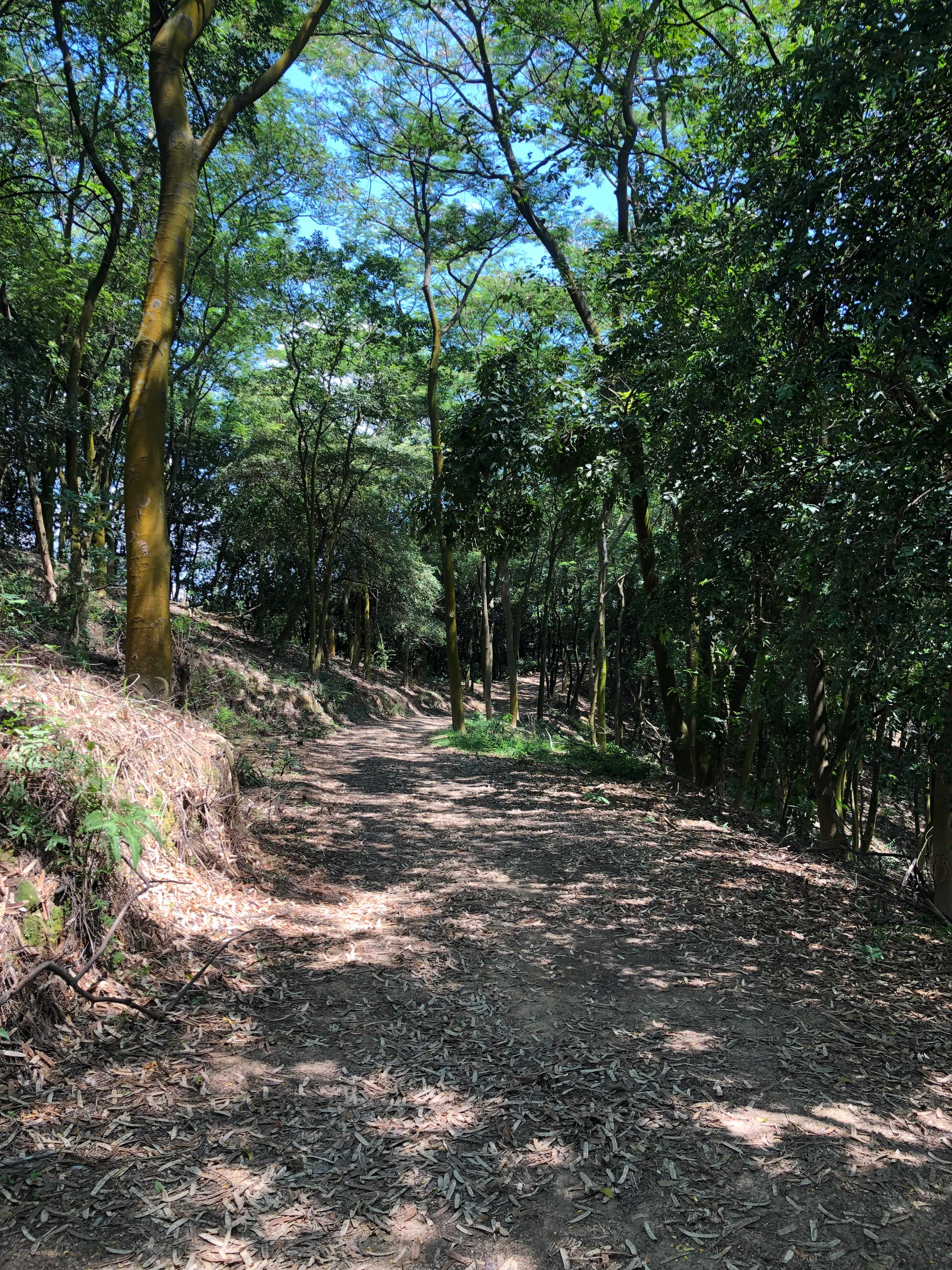 黄埔石牙顶天坑攻略,广州黄埔石牙顶天坑景色