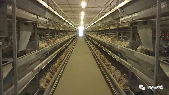 「壮丽70年奋斗新时代」肥西县农业农村局高级畜牧师董辉：开拓创新助推标准化养殖