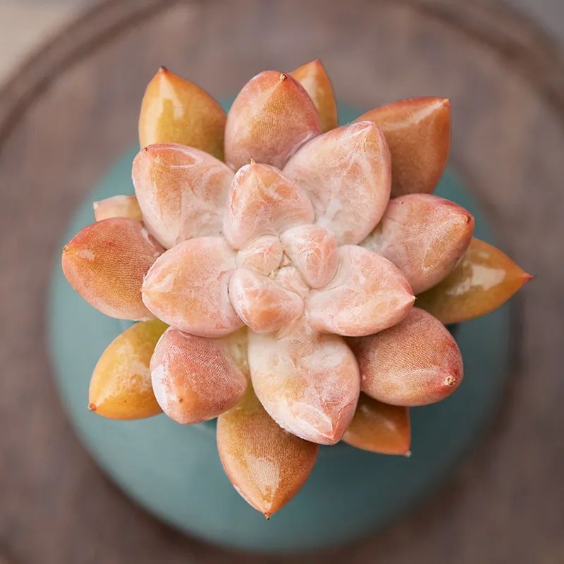 有暗纹的多肉有哪些,暗纹系多肉有哪些