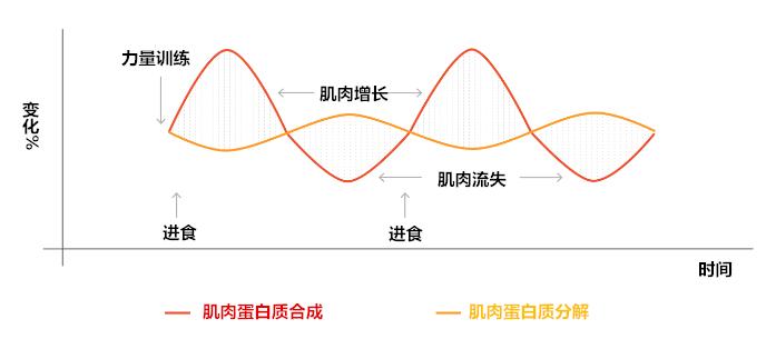增肌和合成蛋白质的方法,增肌怎么合成蛋白质