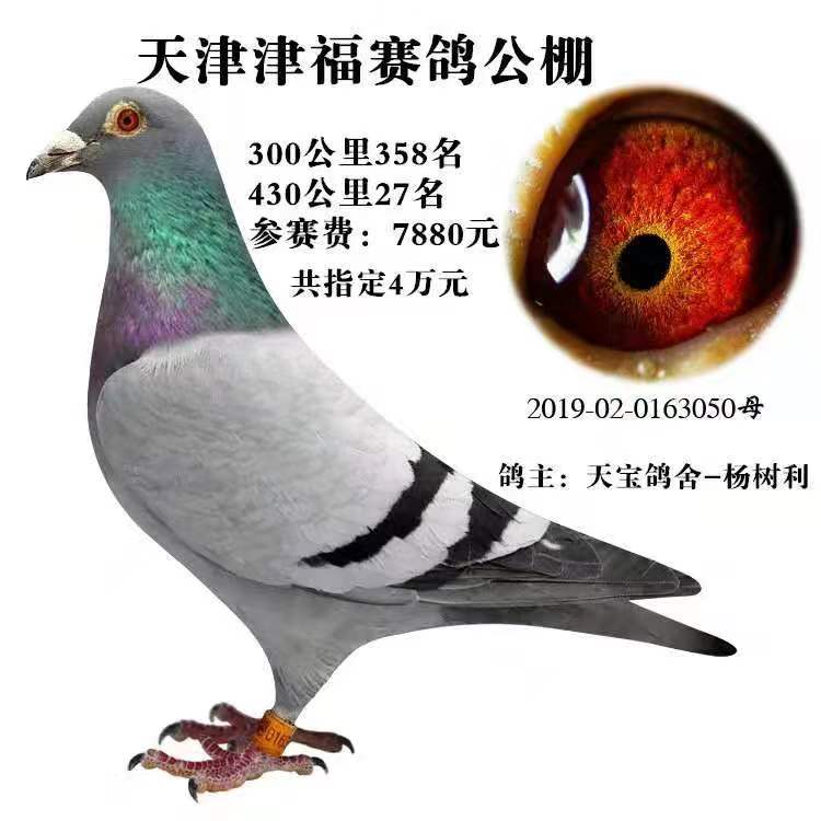 信鸽拉白痢用什么药治疗,鸽子白痢防治方案汇总