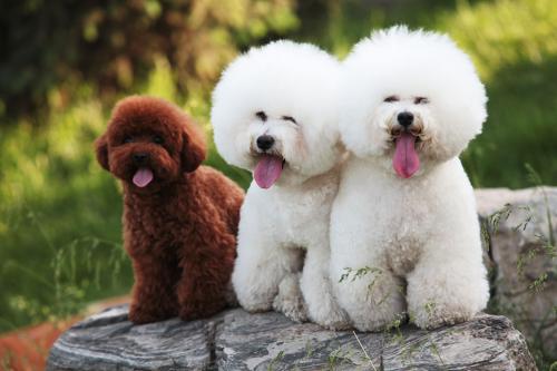 告诉你一个秘密养猫别养折耳猫,比熊犬好养还是泰迪好养