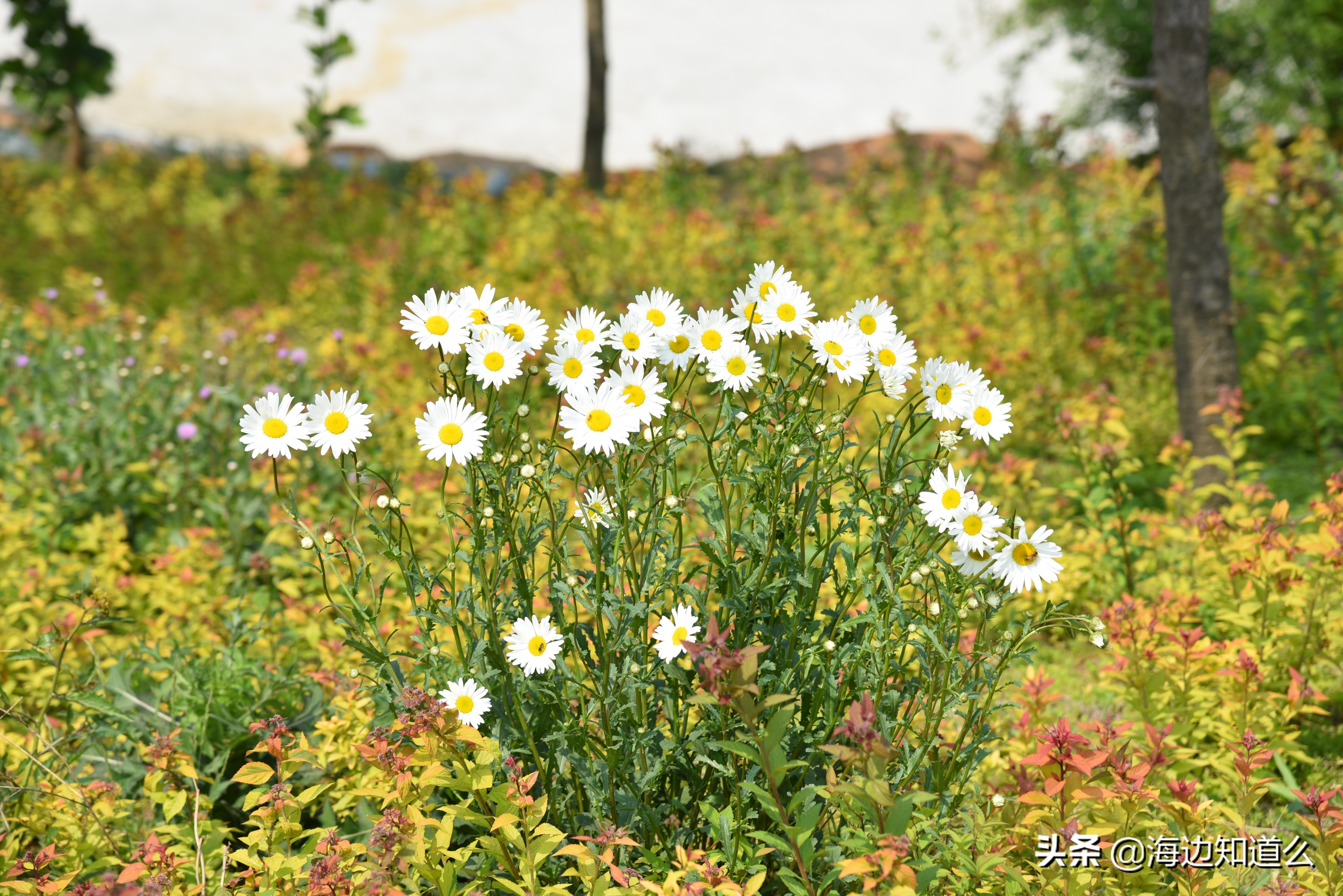 家庭装修知识大全装修必备,会些装修技术怎么找活做