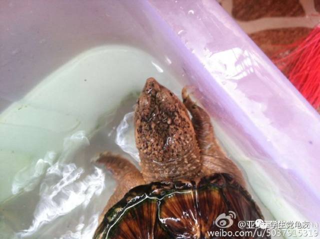 锦上添花浓淡相宜,花龟的发色