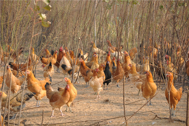 柴鸡的养殖技术教程,柴鸡养殖技术有哪些