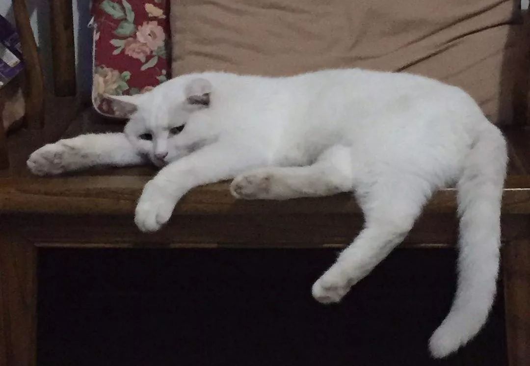 爸妈养宠物之后,就没你什么事了