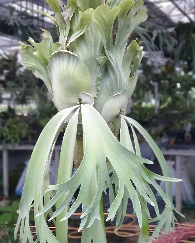 10片叶子的绿植,室内绿植盆栽一元