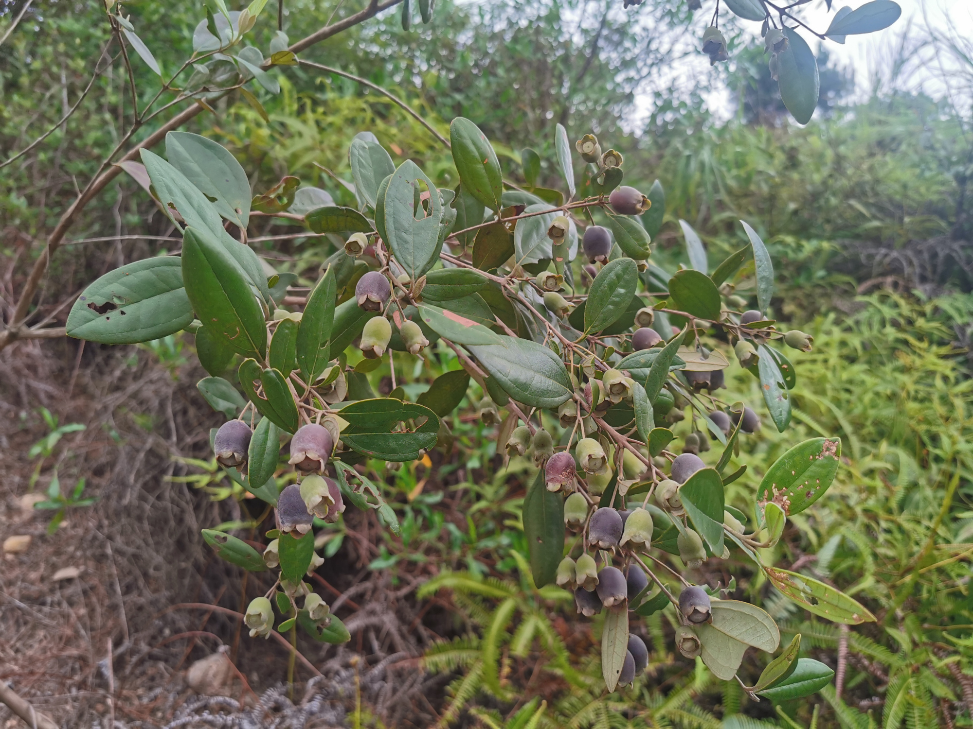 捻子酒半年后要把捻子捞出来吗,捻子酒制作方法
