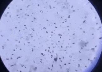 暑假孩子玩手机不如打篮球吧,儿童显微镜放大蚂蚁120倍