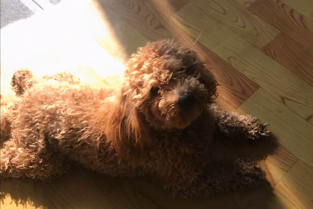 灰泰迪毛色变浅了怎么往回养,小泰迪毛色变浅吃什么能恢复