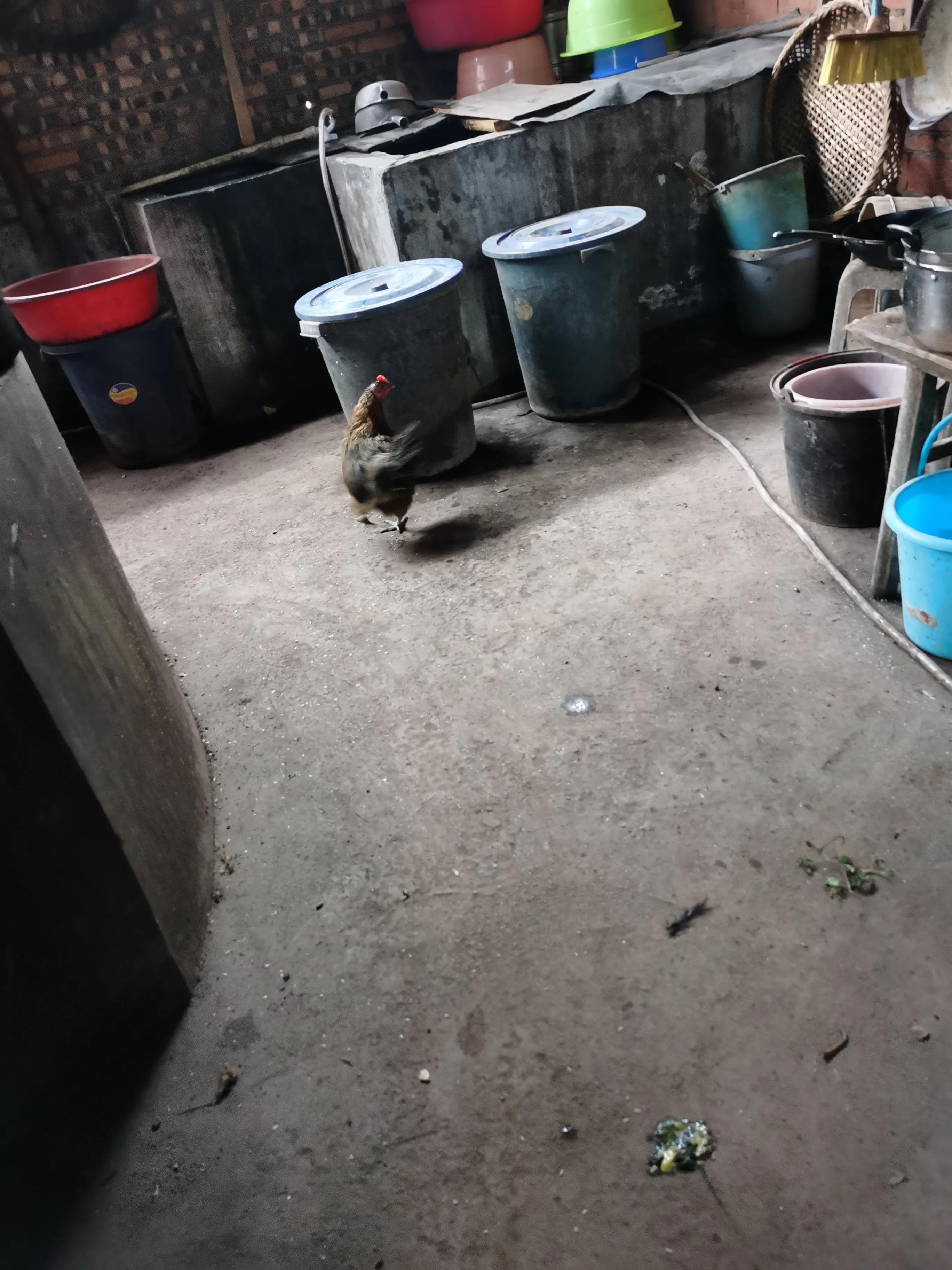 那几只被欺凌至死的母鸡告诉女人：要么抗争，要么堕落