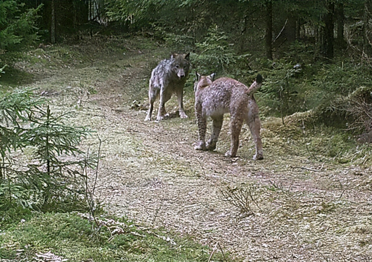 狼见到鬣狗会怎么样,狼见了都害怕的狗