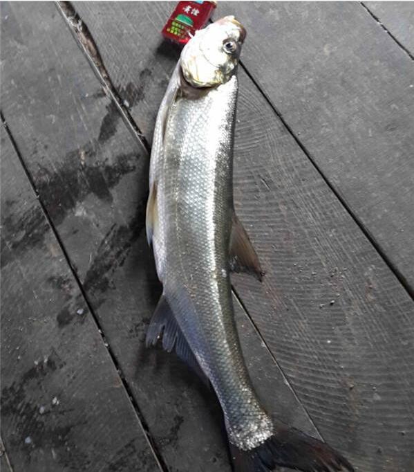 筏钓挂泥鳅钓翘嘴抓口技巧,筏钓翘嘴泥鳅打窝正确方法