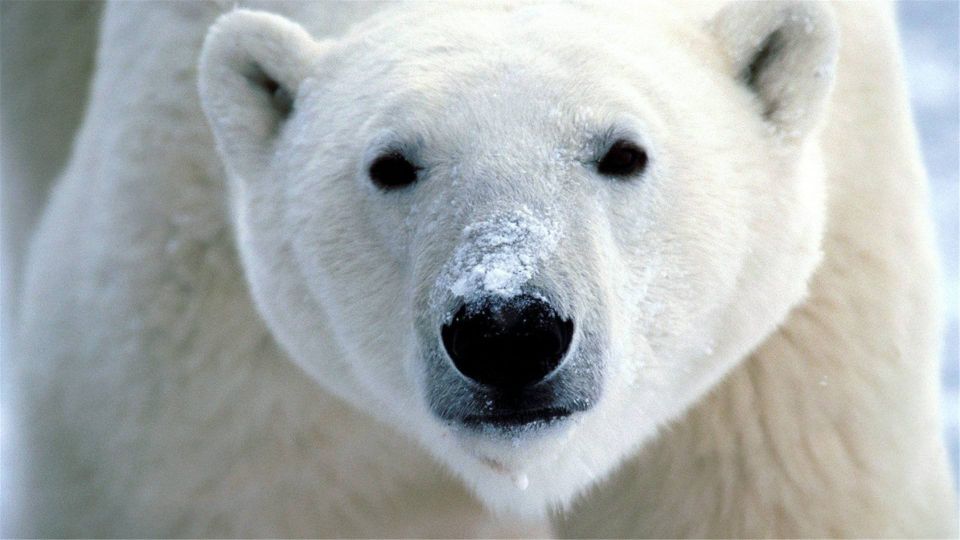 北极有北极熊,南极有企鹅,它们为何要在极地生存?两极外还有吗