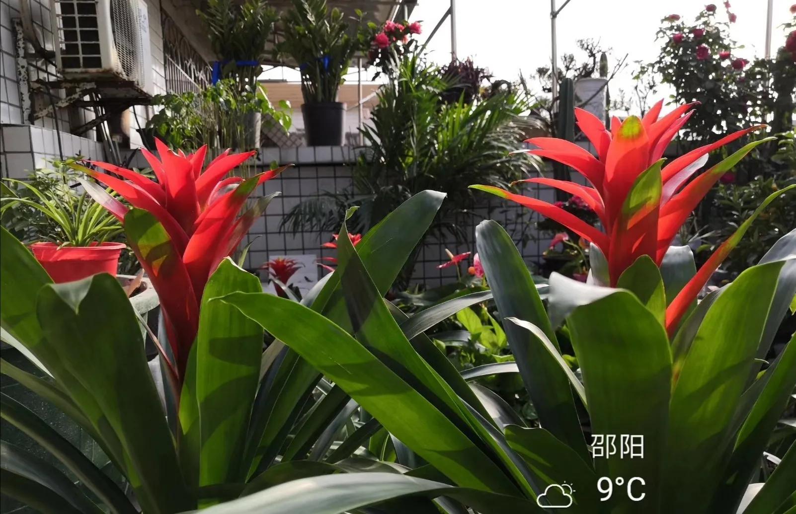 水塔花粉色,水塔花紫色